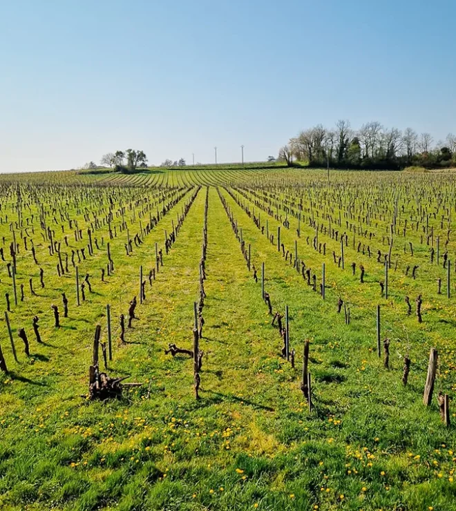 Vignes